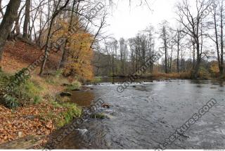 Photo Reference of Background Forest